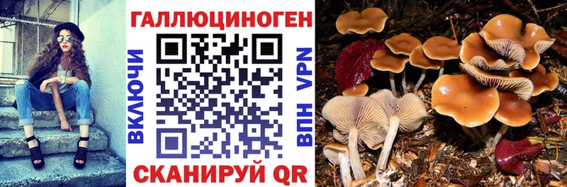 Псилоцибиновые грибы мицелий  omg ТОР  Щигры  где найти наркотики 